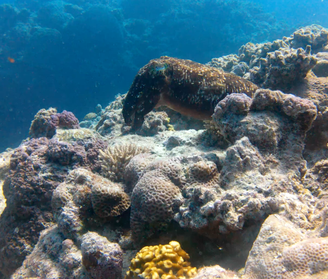 Cuttlefish at Pléiades du Sud