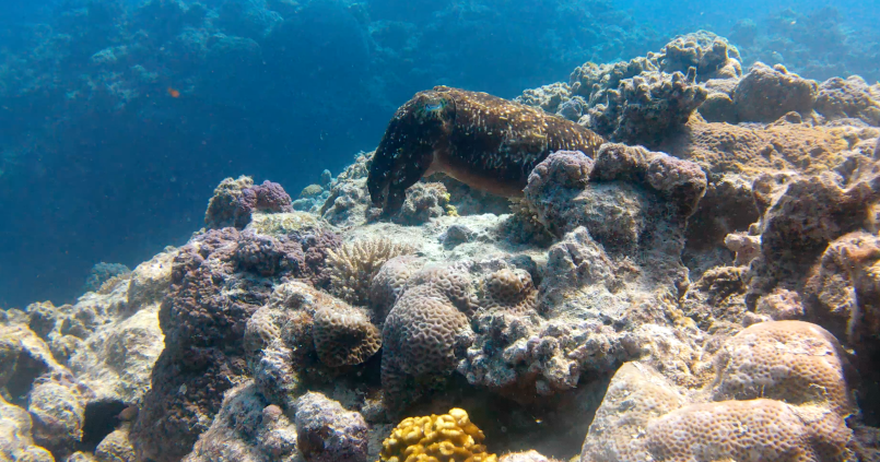 Cuttlefish at Pléiades du Sud