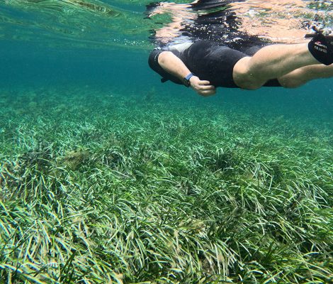 Gerard snorkelling above the sea grasses of Parker Point Rottnest Island / Wadjemup