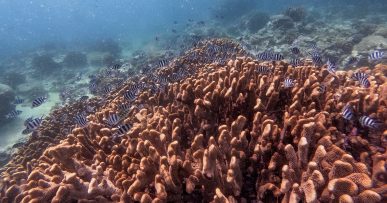 Scissortail sergeant school amongst the corals on Norman Reef, Great Barrier Reef