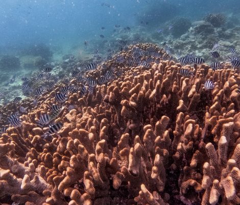 Scissortail sergeant school amongst the corals on Norman Reef, Great Barrier Reef