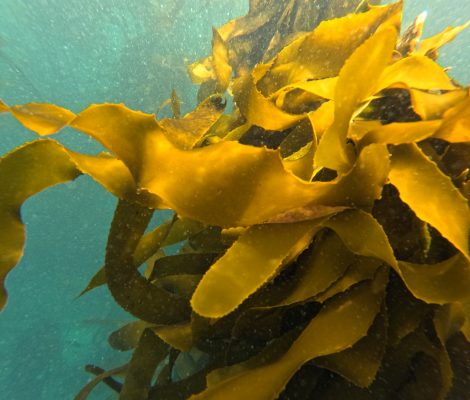 Kelp, Windmill Beach Simonstown South Africa