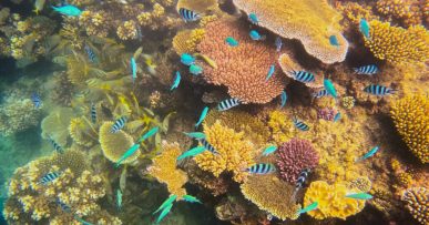 Sergeant majors (Abudefduf vaigiensis) Pinnacle Reef Fiji
