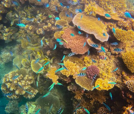 Sergeant majors (Abudefduf vaigiensis) Pinnacle Reef Fiji