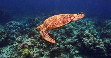 Turtle at Norman Reef, Great Barrier Reef