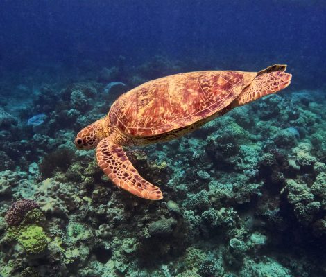 Norman Reef - Snorkelling Adventures